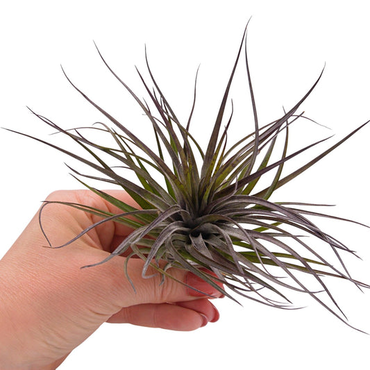 Airplant Stricta Midnight dark purple