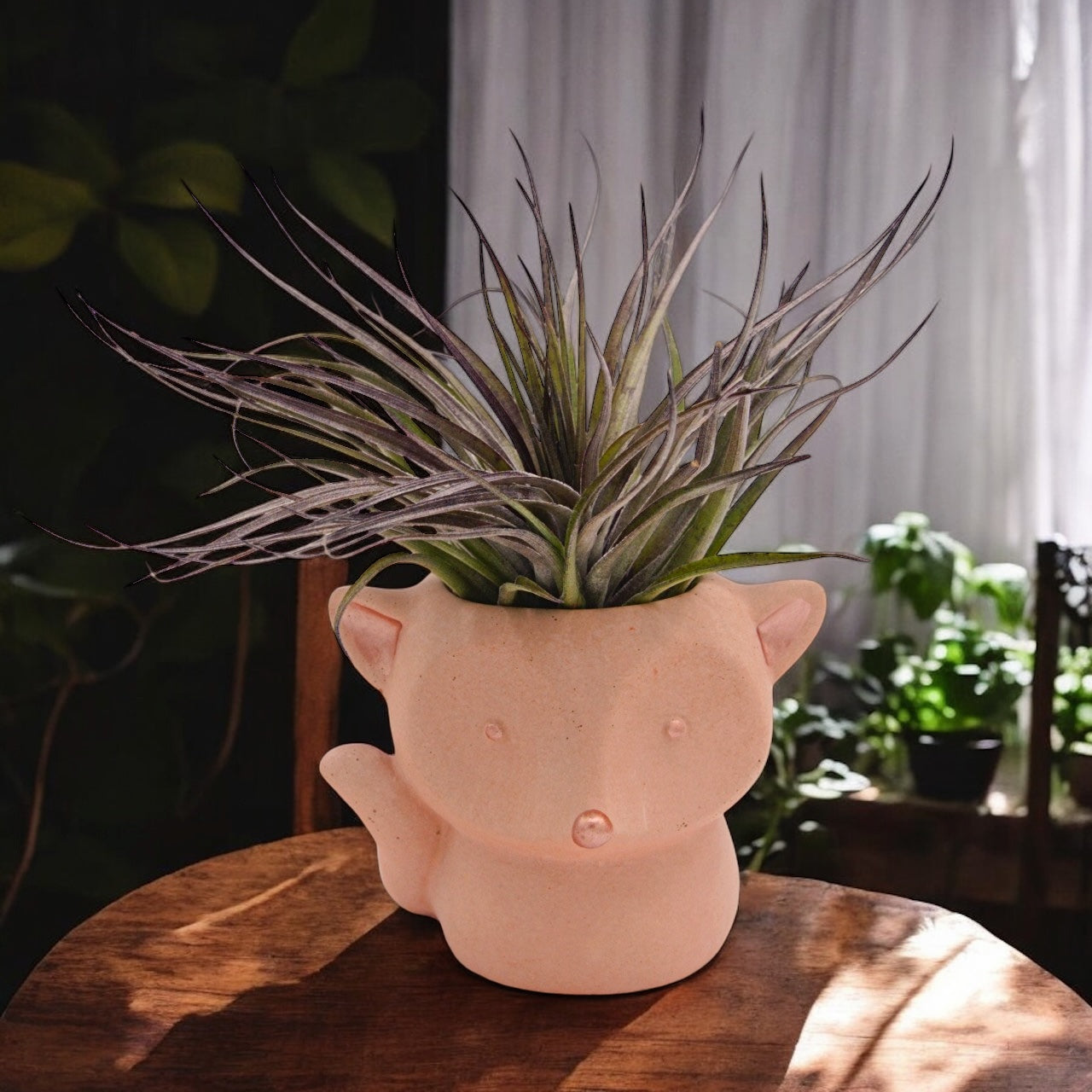 Airplant Stricta Midnight dark purple with fox pot