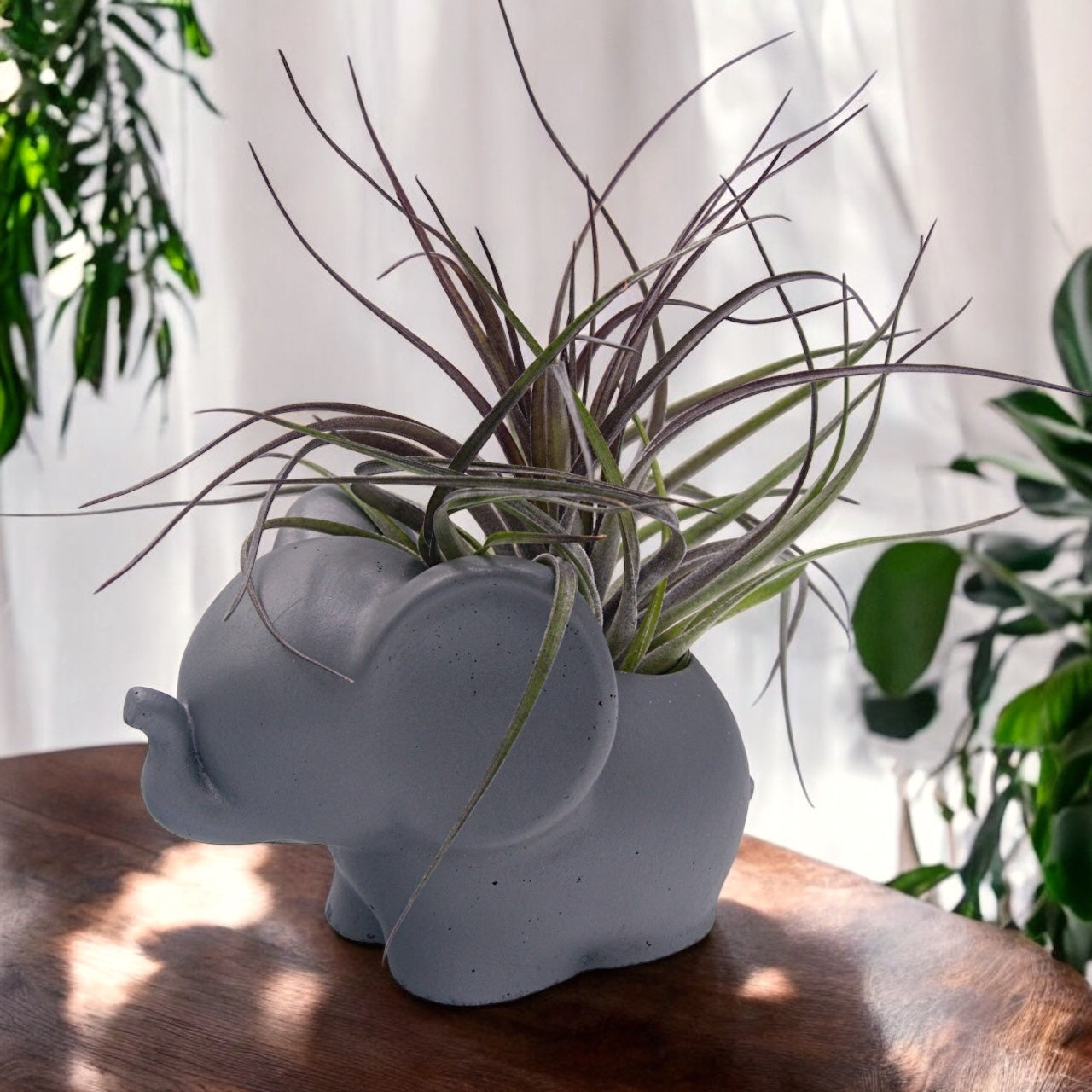 Airplant Stricta Midnight dark purple with elephant pot