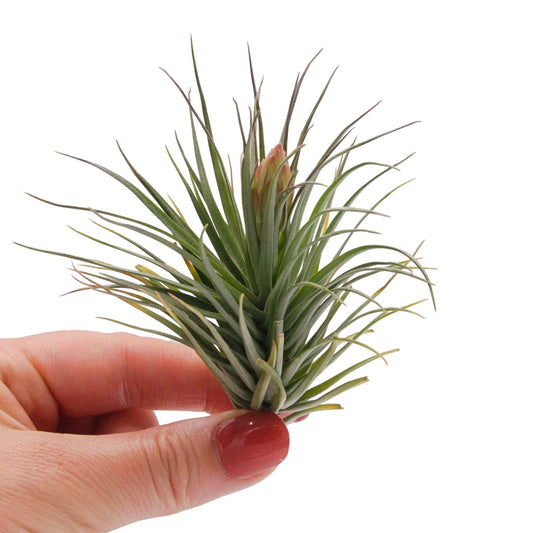 Tenuifolia Bush Airplant
