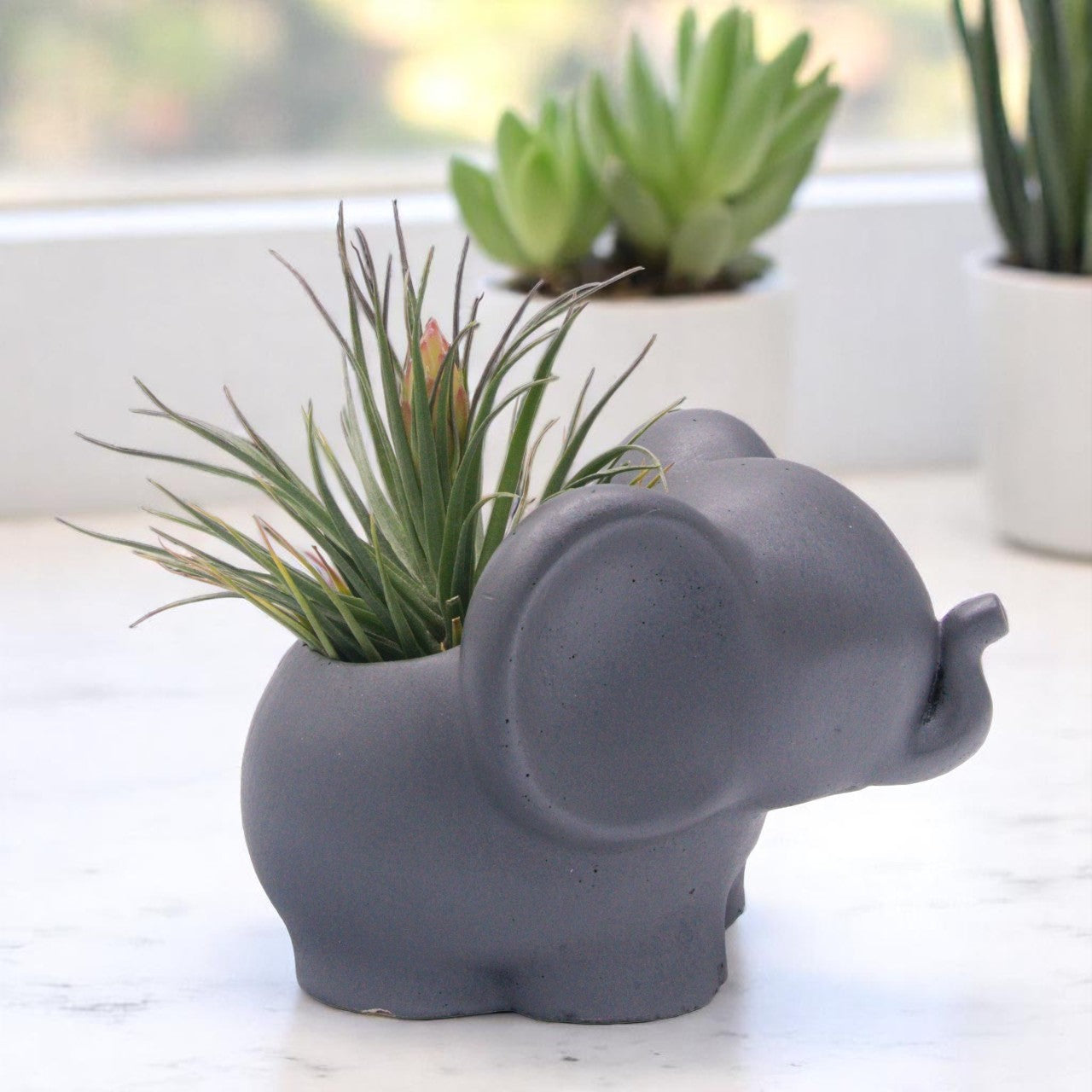Tenuifolia Bush Airplant