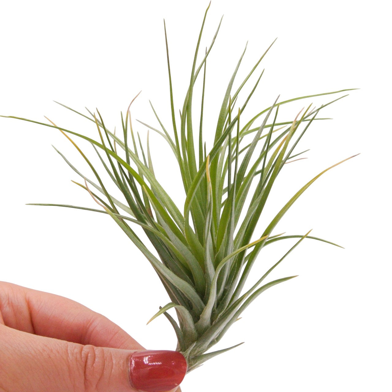 Tenuifolia Bush Airplant