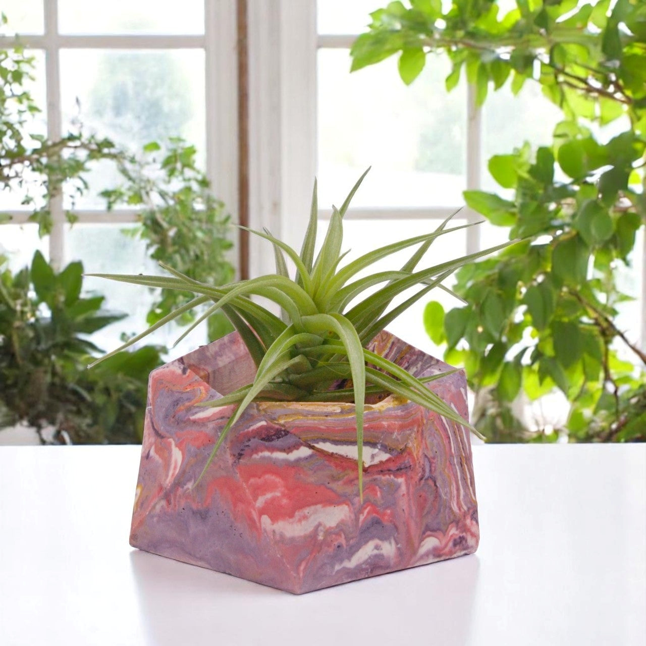 Tillandsia Aeranthos Gemme verte