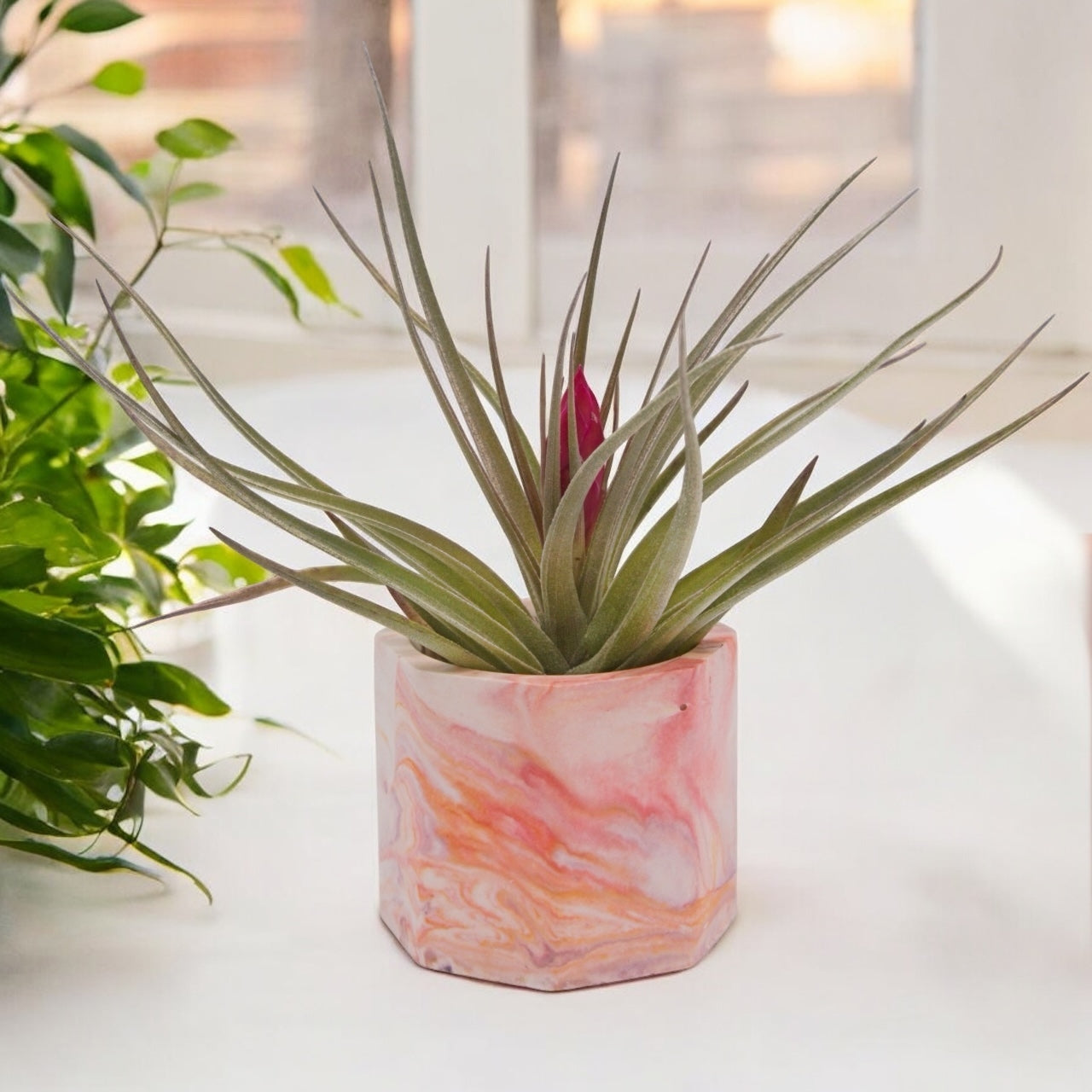 Tillandsia Aeranthos Negra with deep pink flower