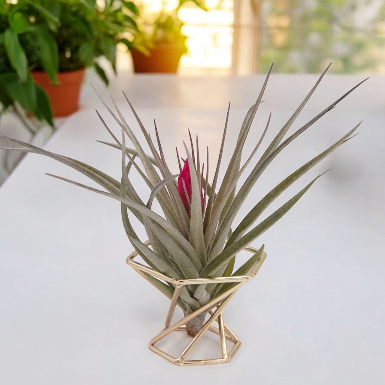 Tillandsia Aeranthos Negra with deep pink flower