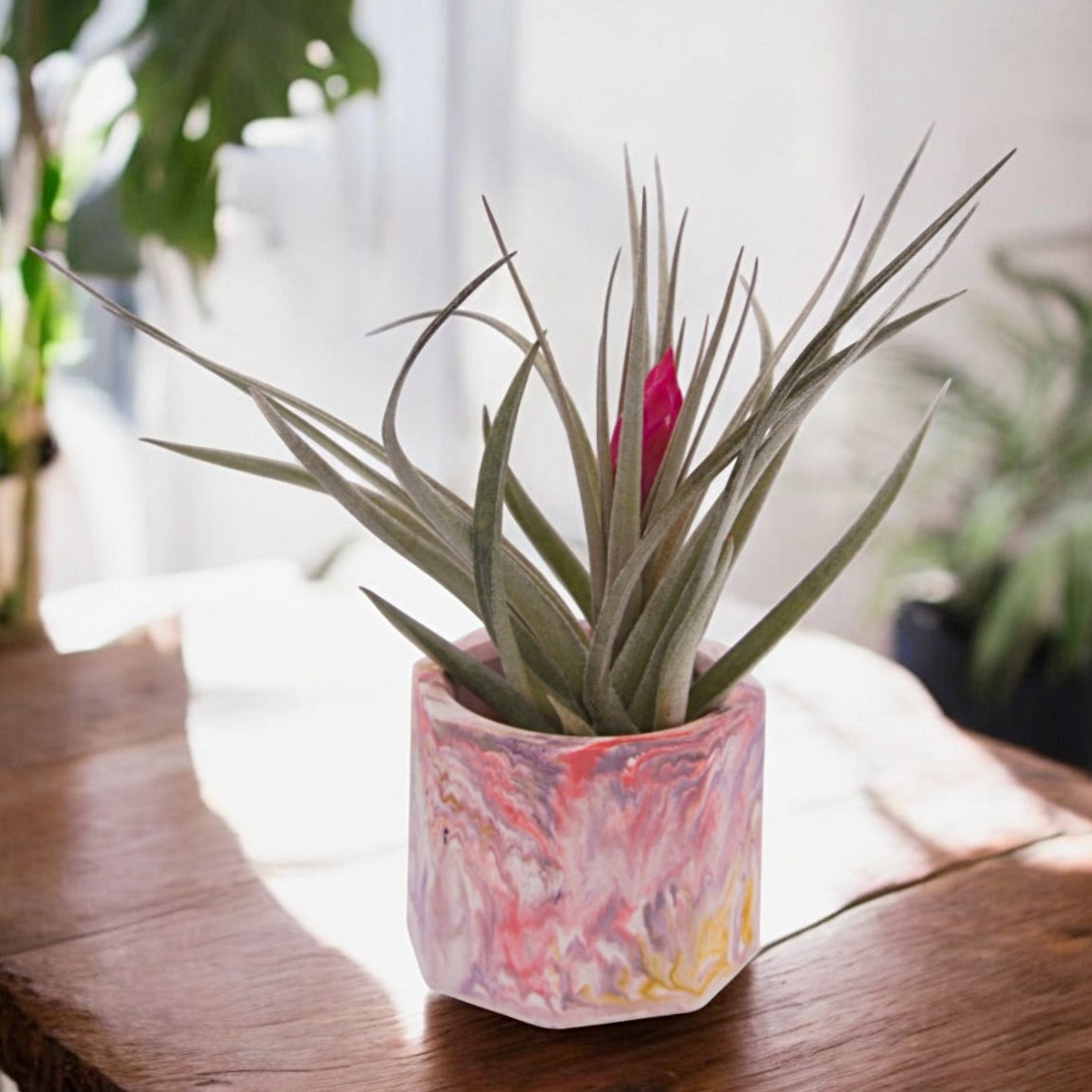 Tillandsia Aeranthos Negra with deep pink flower