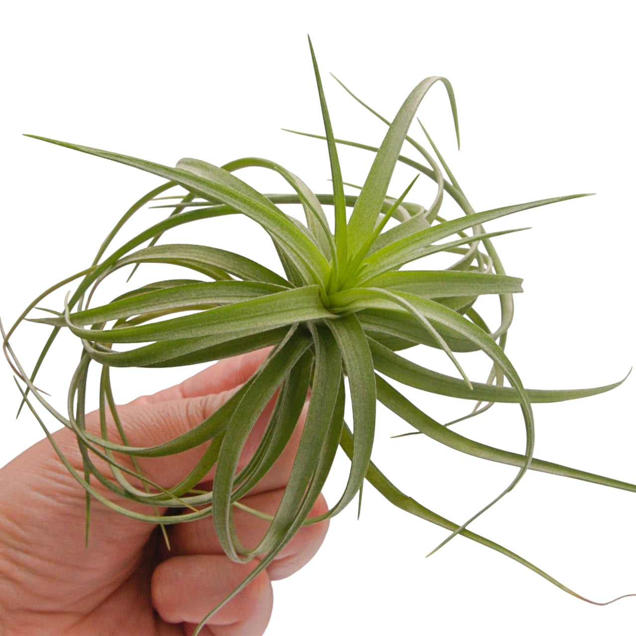Tillandsia Aeranthos Mini Dome