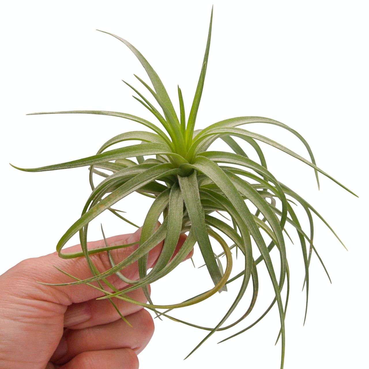 Tillandsia Aeranthos Mini Dome