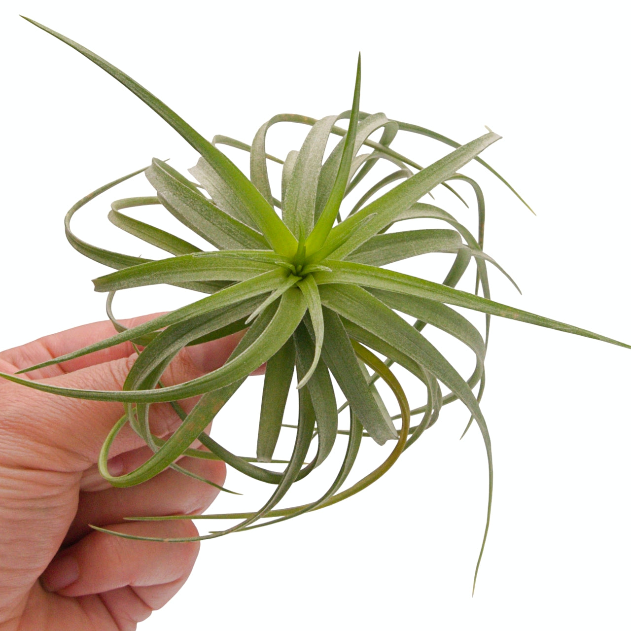Tillandsia Aeranthos Mini Dome