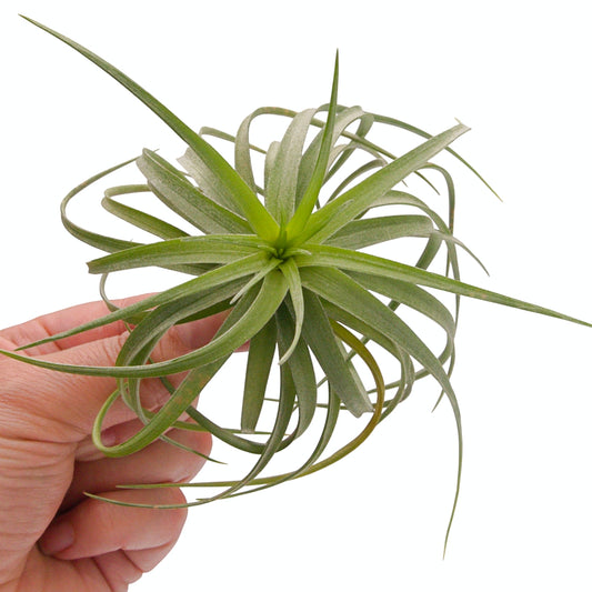 Tillandsia Aeranthos Mini Dome