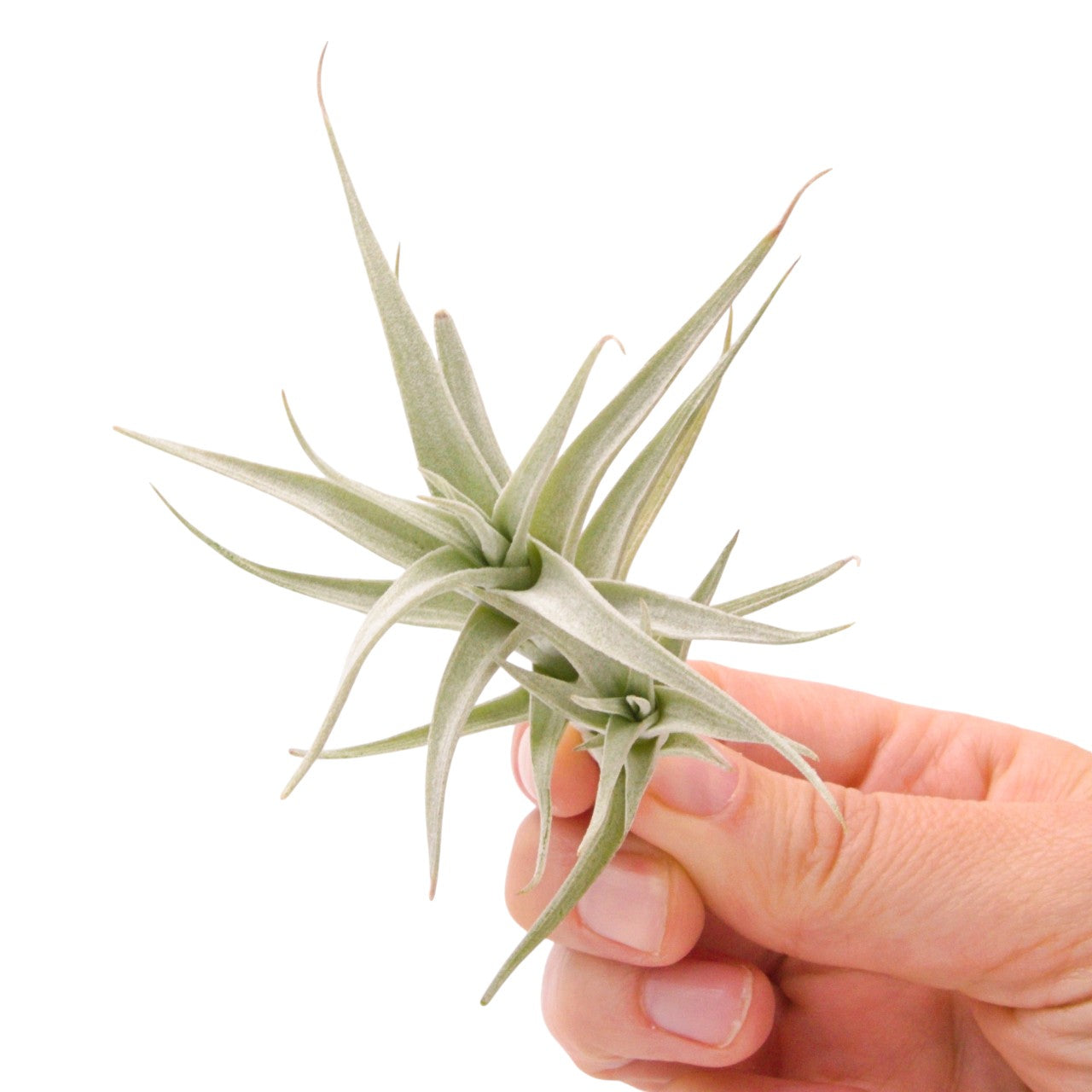 Tillandsia Albida Minor