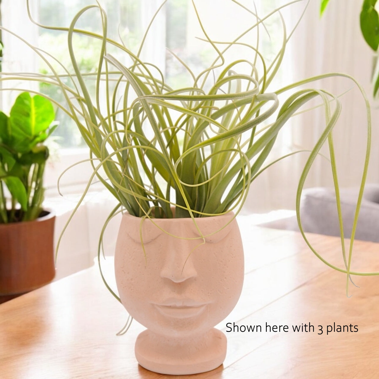 Tillandsia balbisiana airplant with a face pot