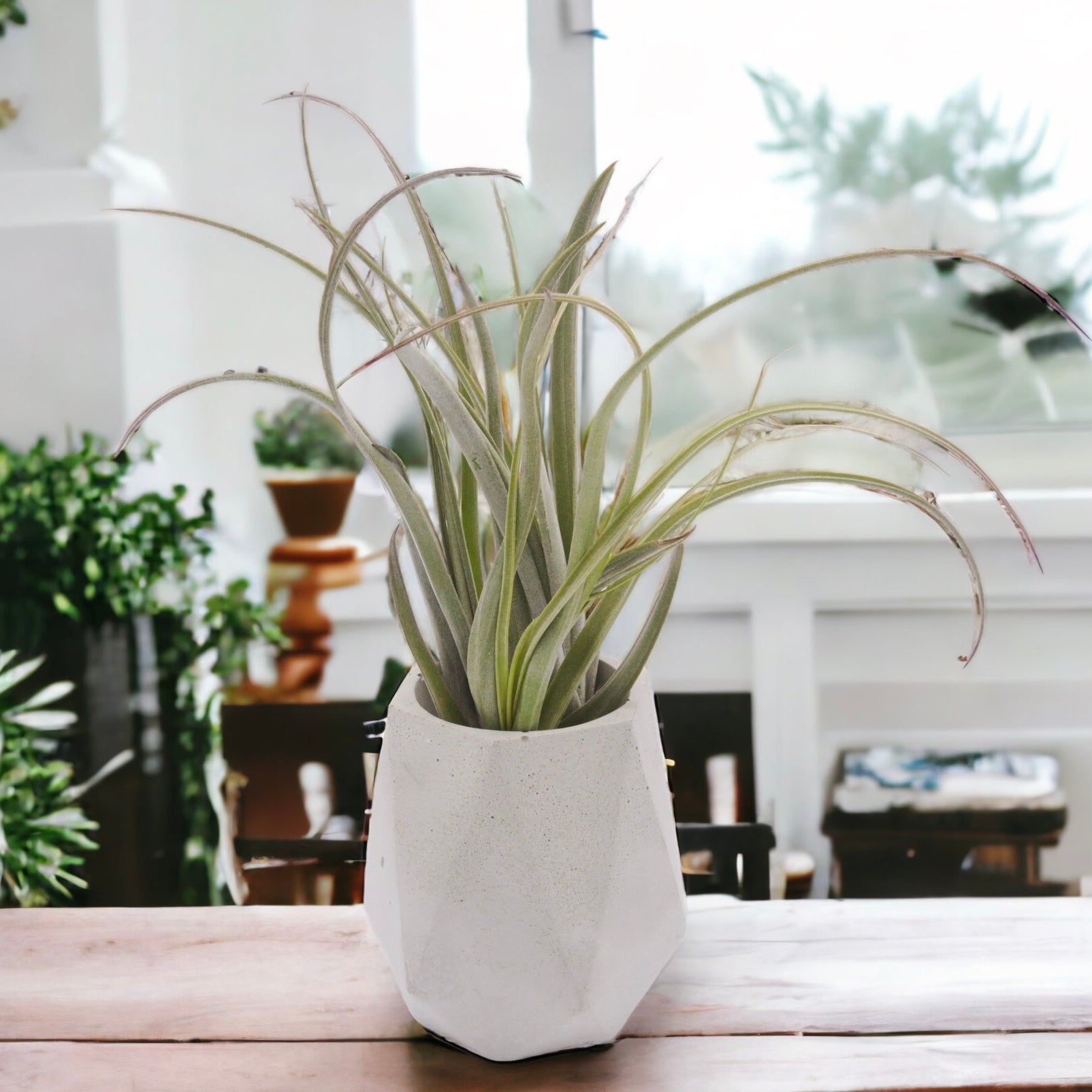 Tillandsia Balbisiana Airplant Canada