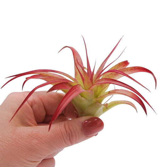 Brachycaulos Enhanced Airplant