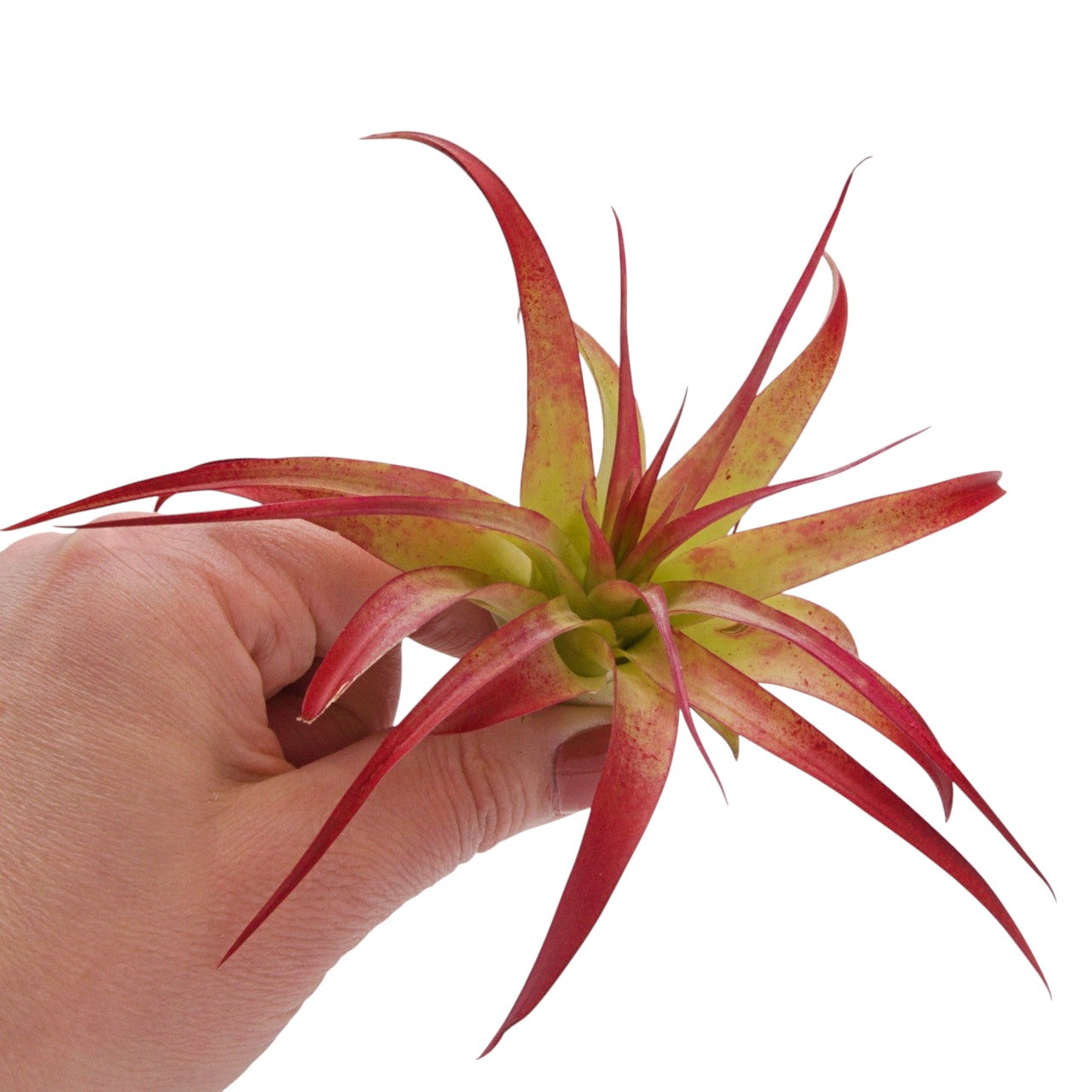 Brachycaulos Enhanced Airplant