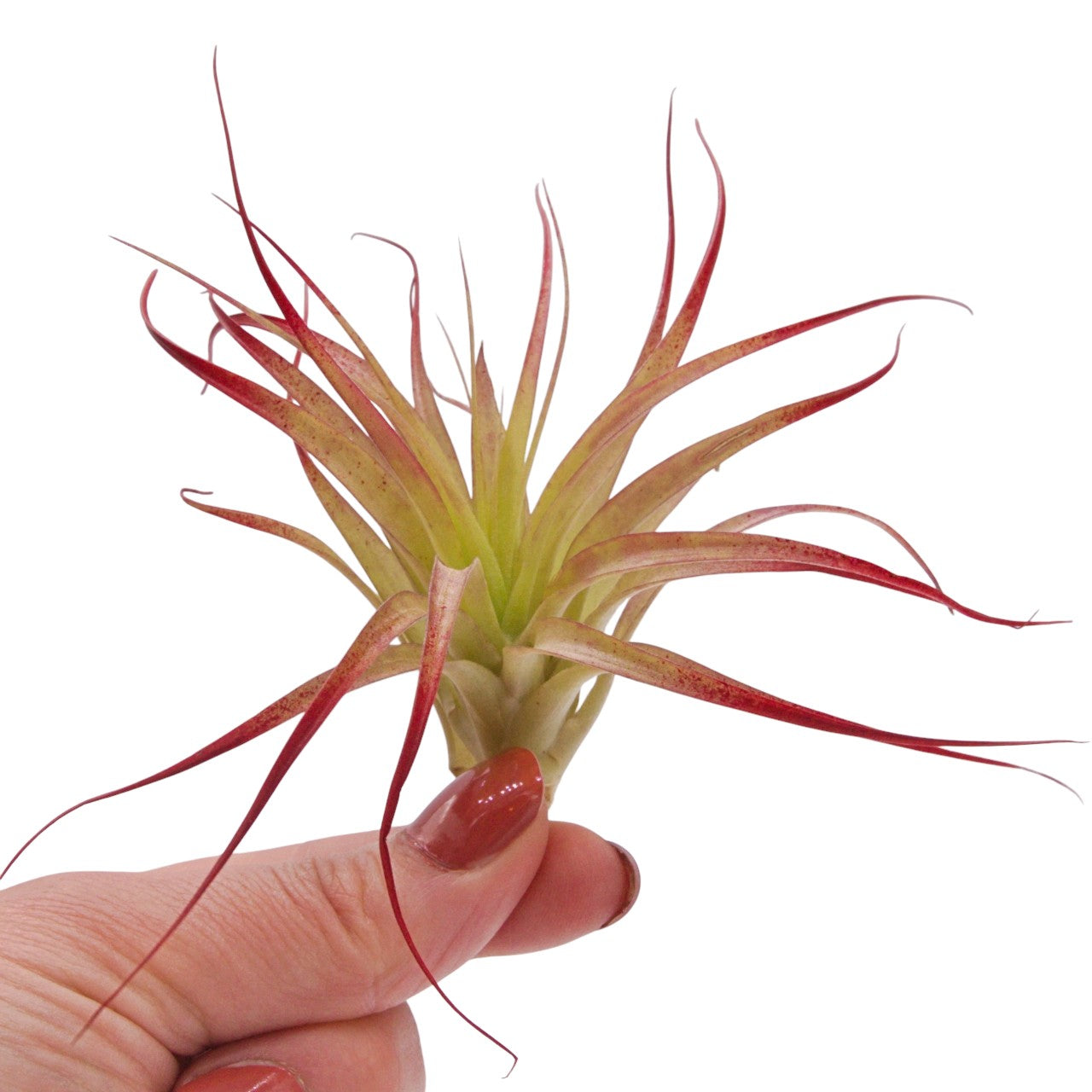 Brachycaulos Enhanced Airplant