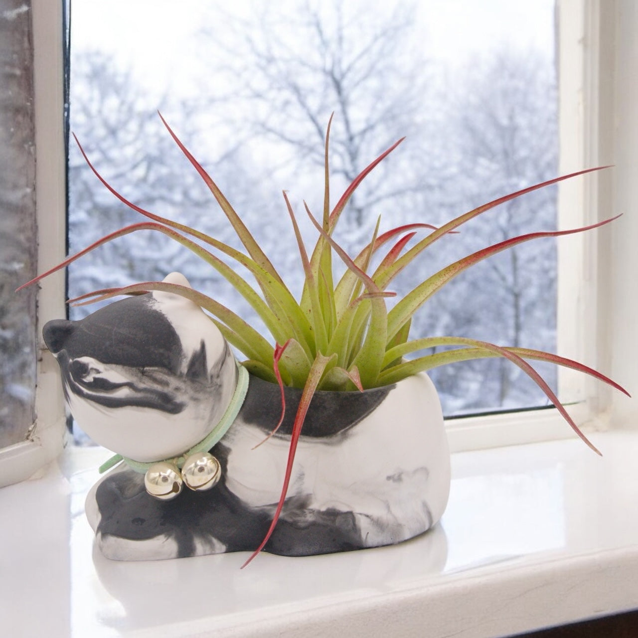 Brachycaulos Enhanced Airplant