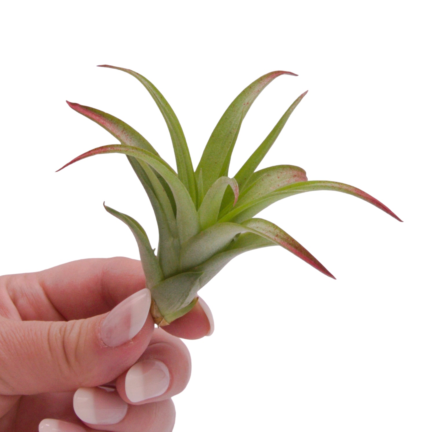 Tillandsia Brachycaulos Enhanced Airplant