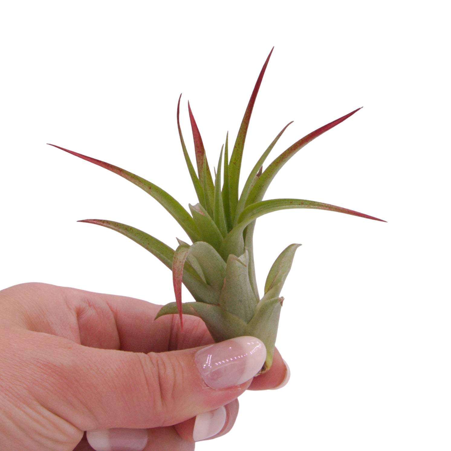 Tillandsia Brachycaulos Enhanced Airplant