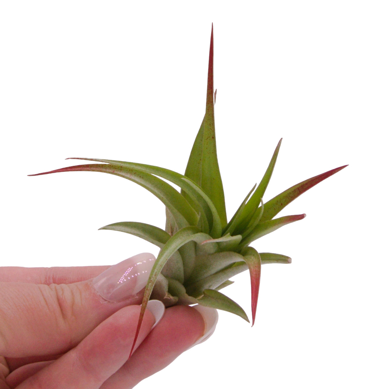 Tillandsia Brachycaulos Enhanced Airplant