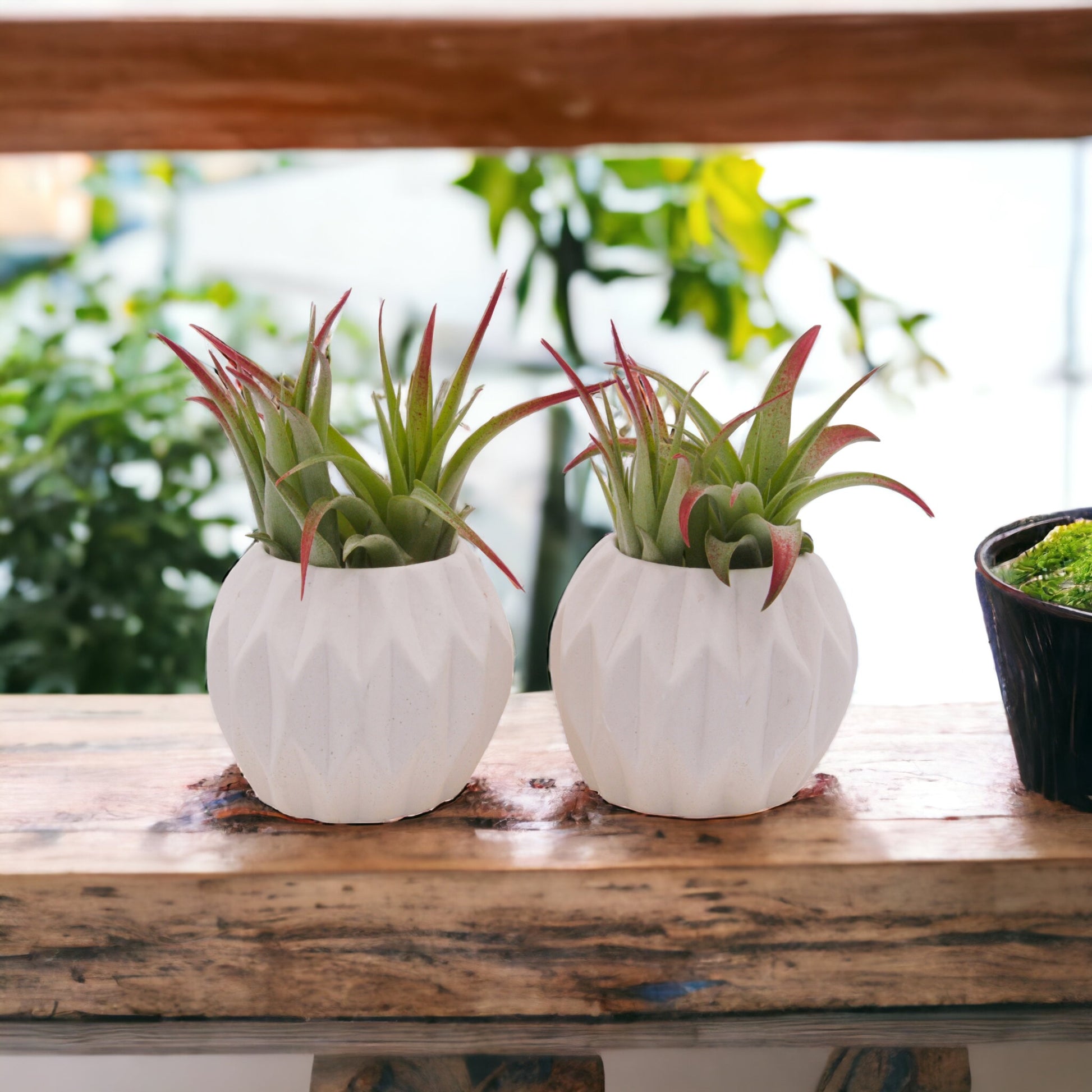 Tillandsia Brachycaulos Enhanced Airplant