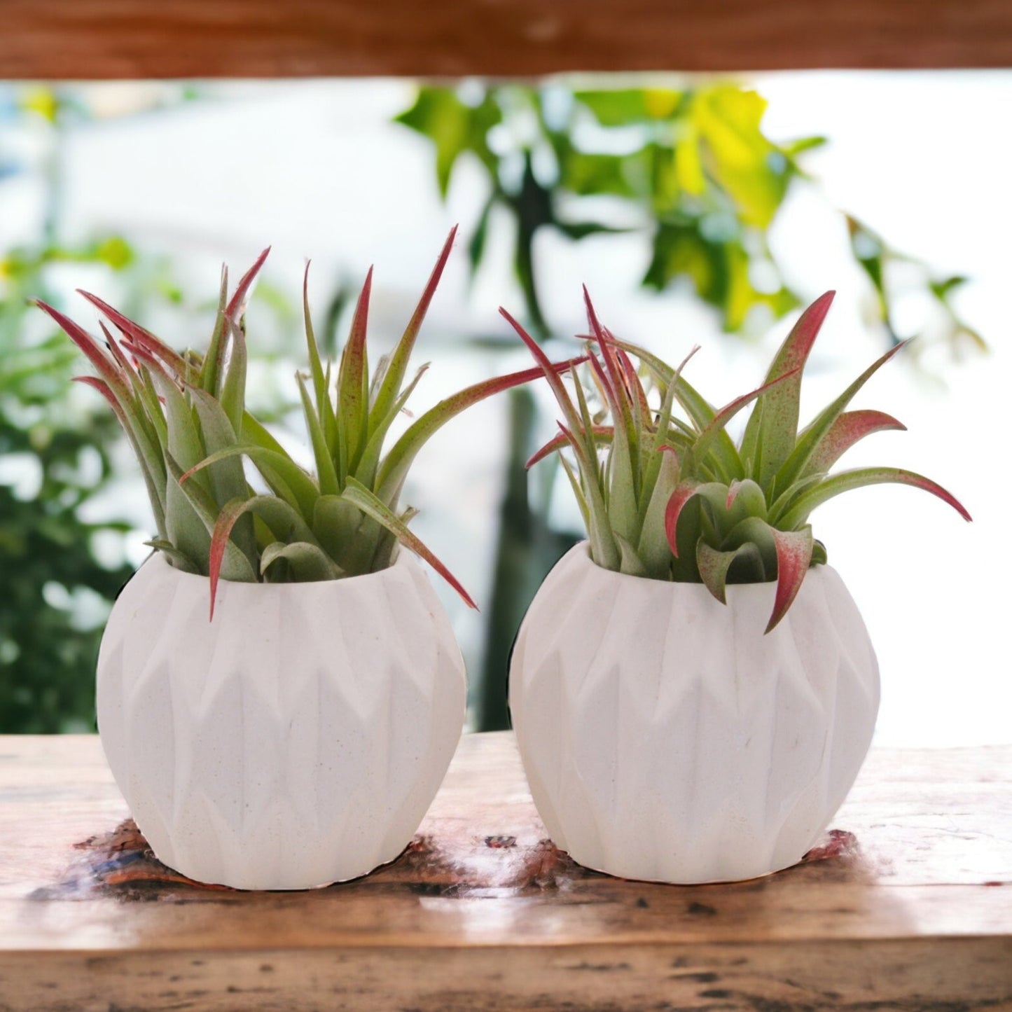 White hydrostone airplant pots