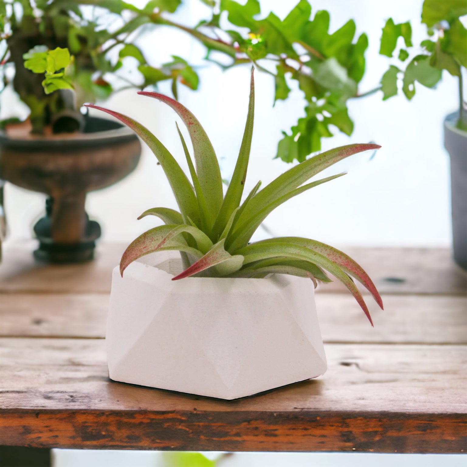 Tillandsia Brachycaulos Enhanced Airplant