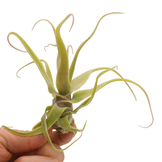 tillandsia diguetii