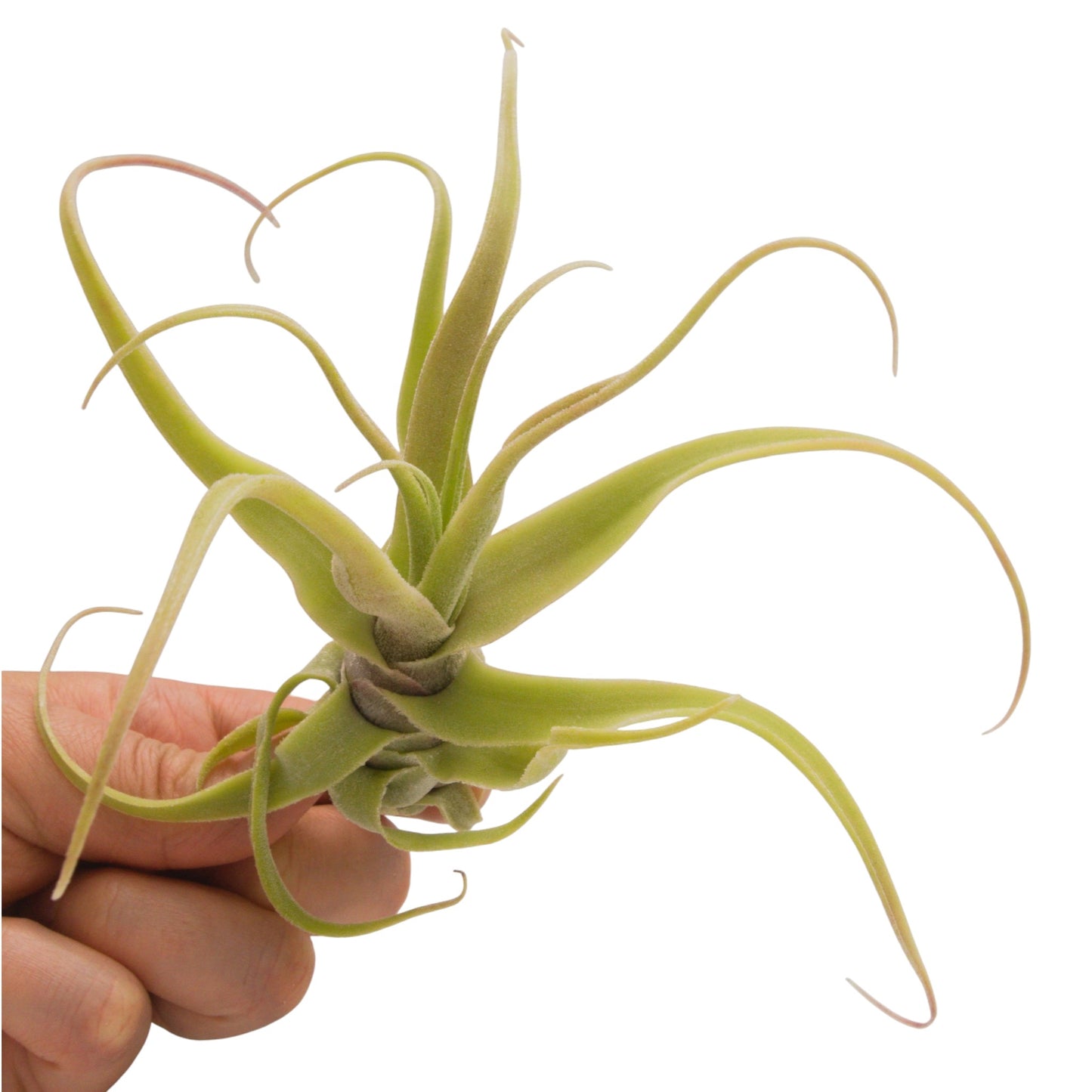 tillandsia diguetii