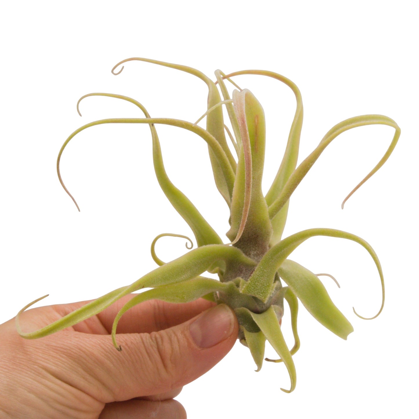 tillandsia diguetii