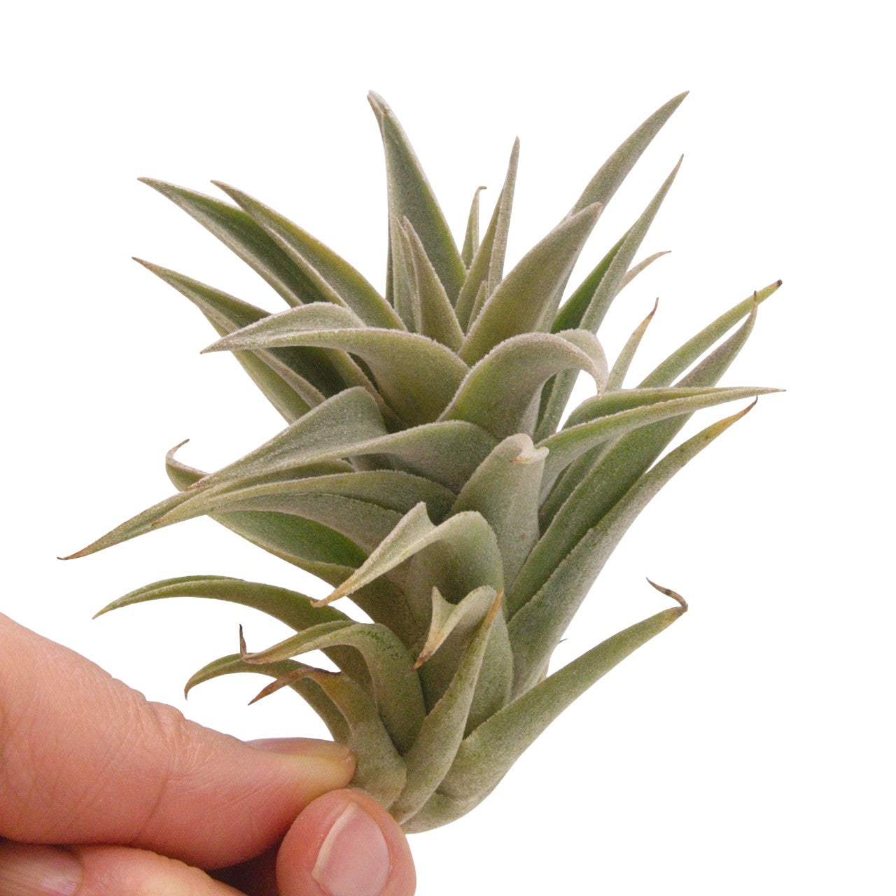 Tillandsia Edithae Silver