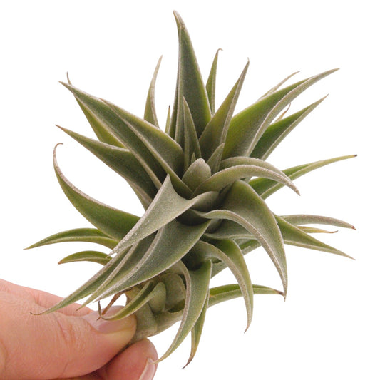 Tillandsia Edithae Silver