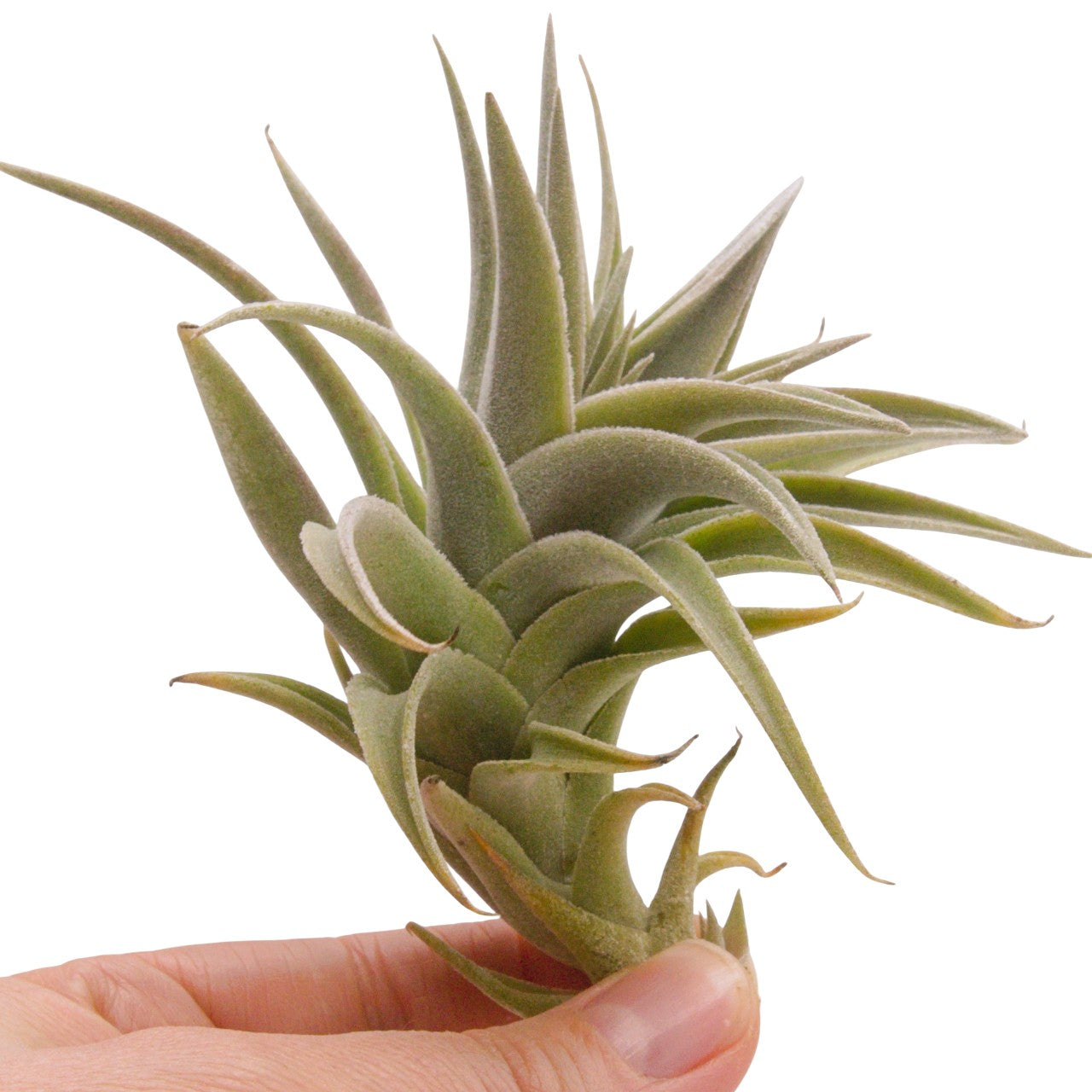 Tillandsia Edithae Silver