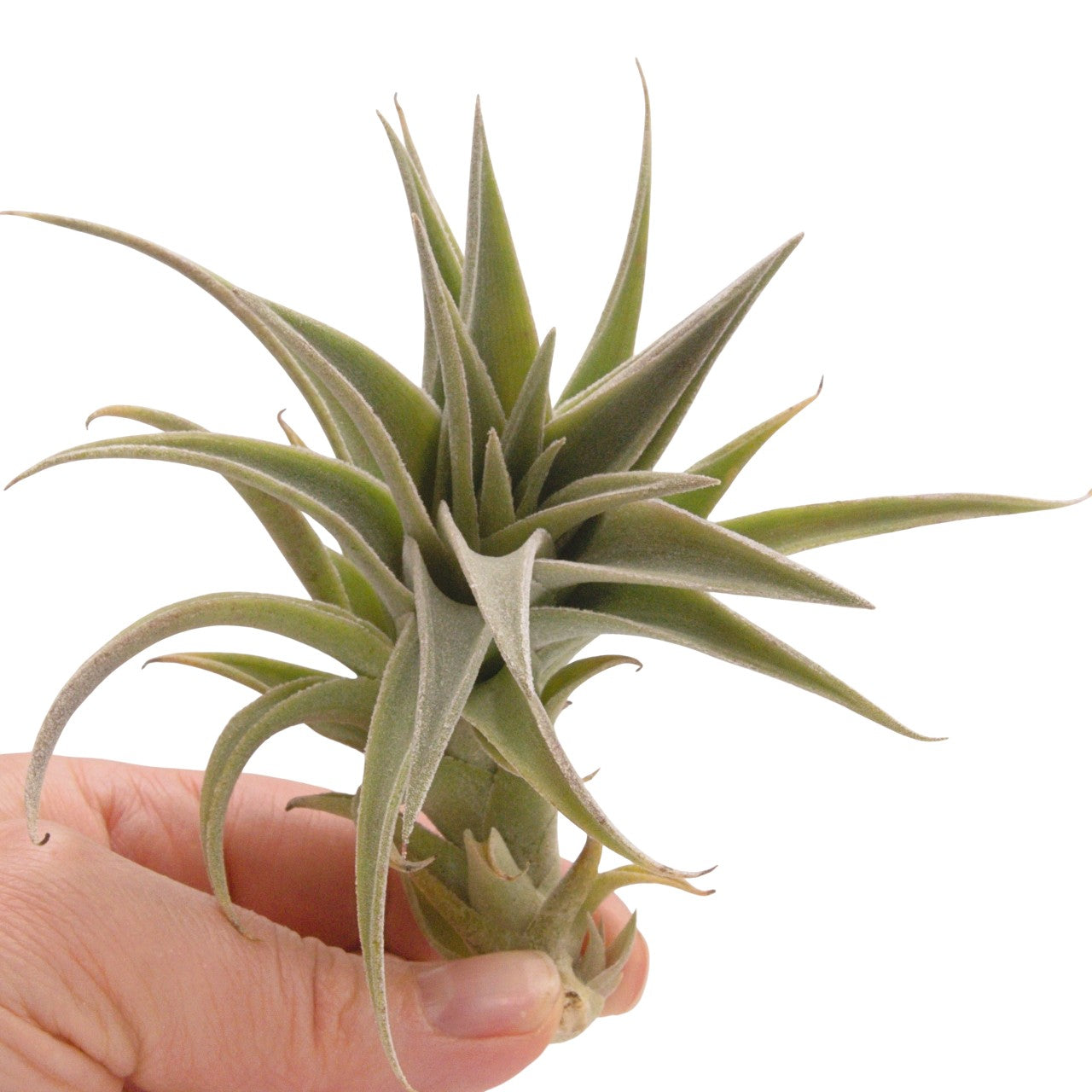 Tillandsia Edithae Silver