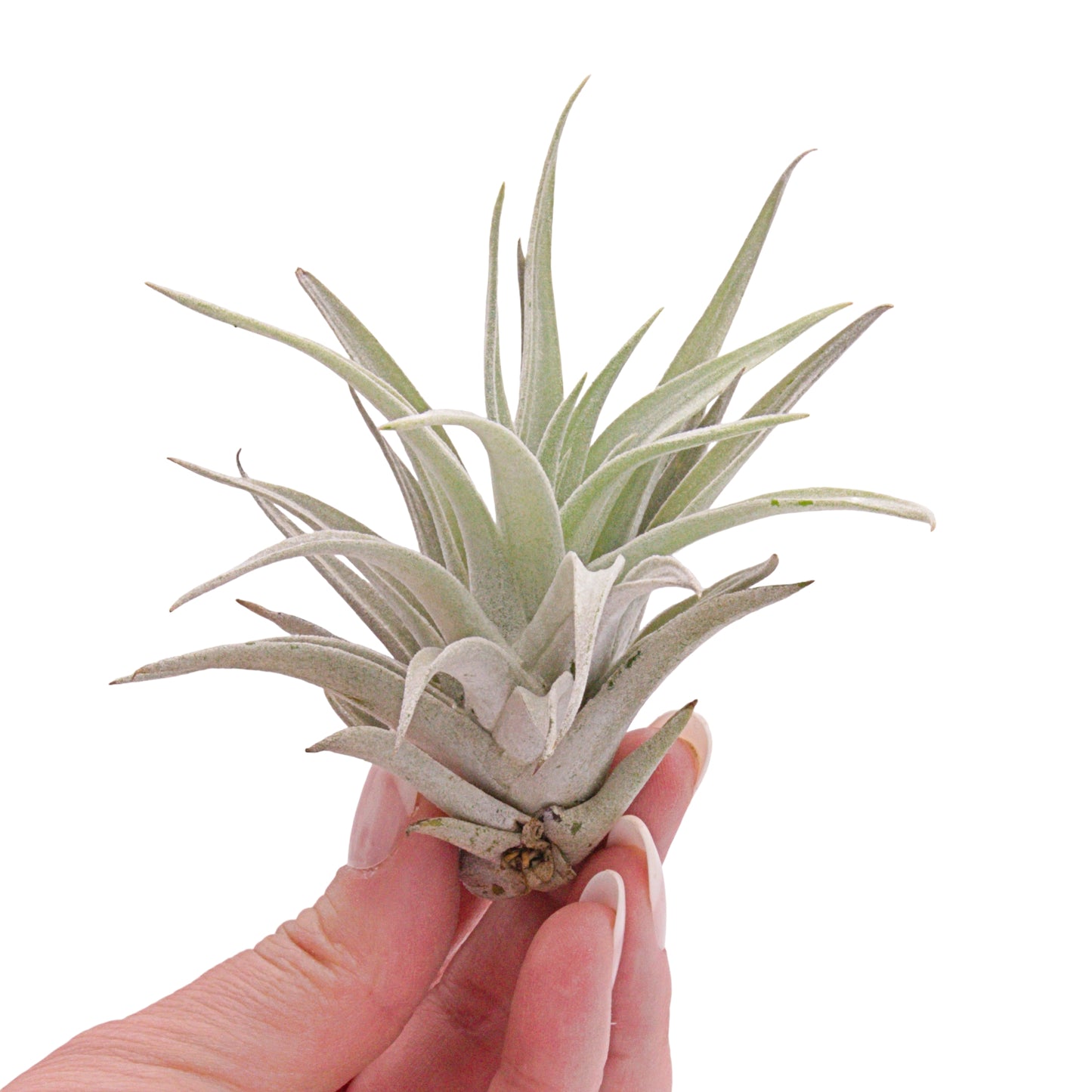 Tillandsia Harrisii airplant in Canada