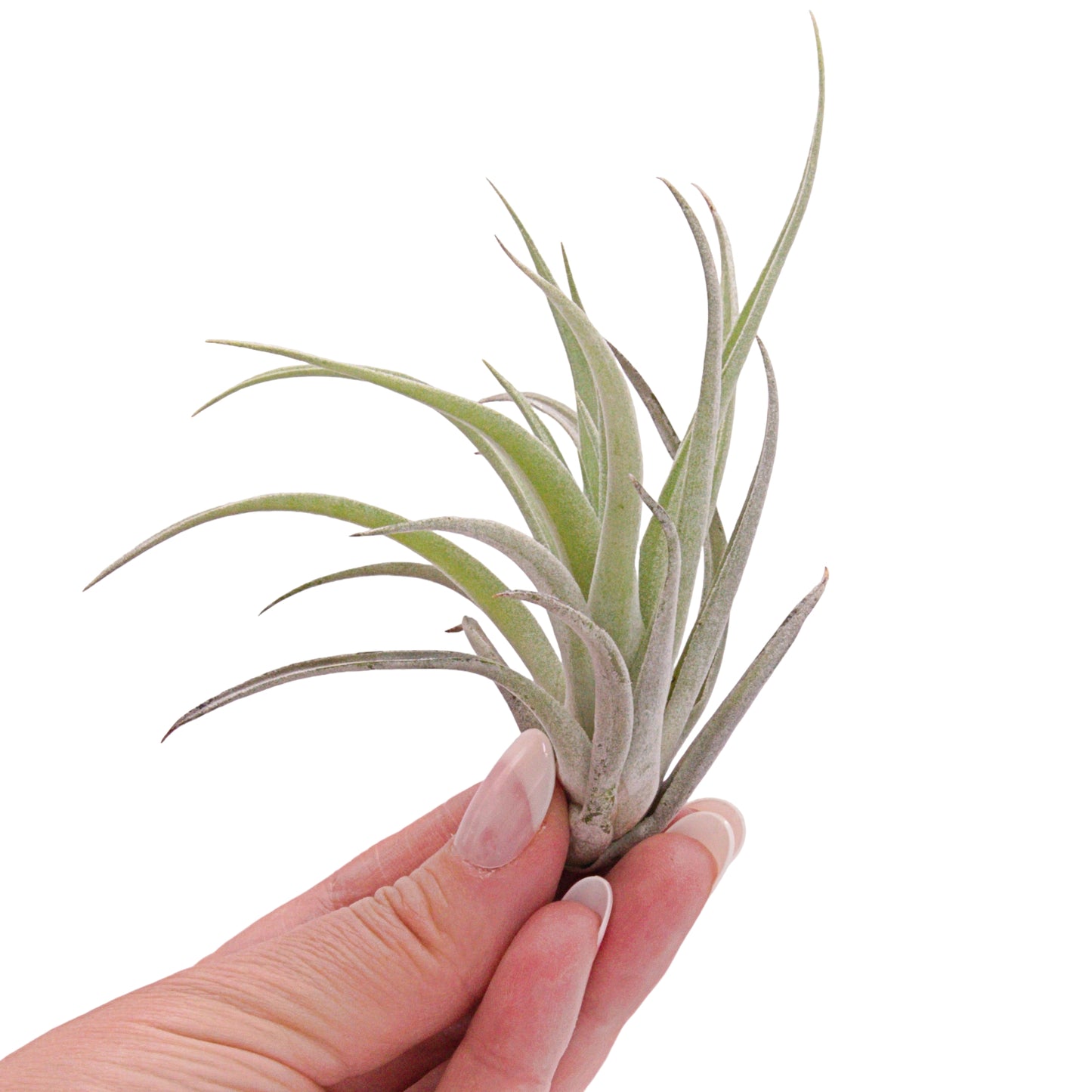 Tillandsia Harrisii airplant in Canada