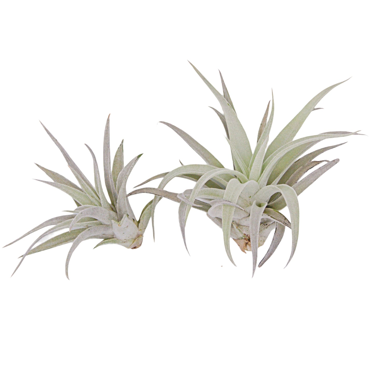 Tillandsia Harrisii airplant in Canada