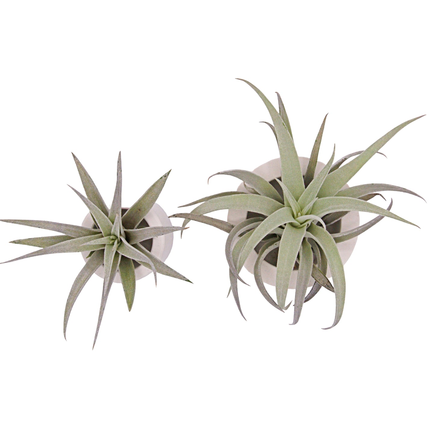 Tillandsia Harrisii airplant in Canada