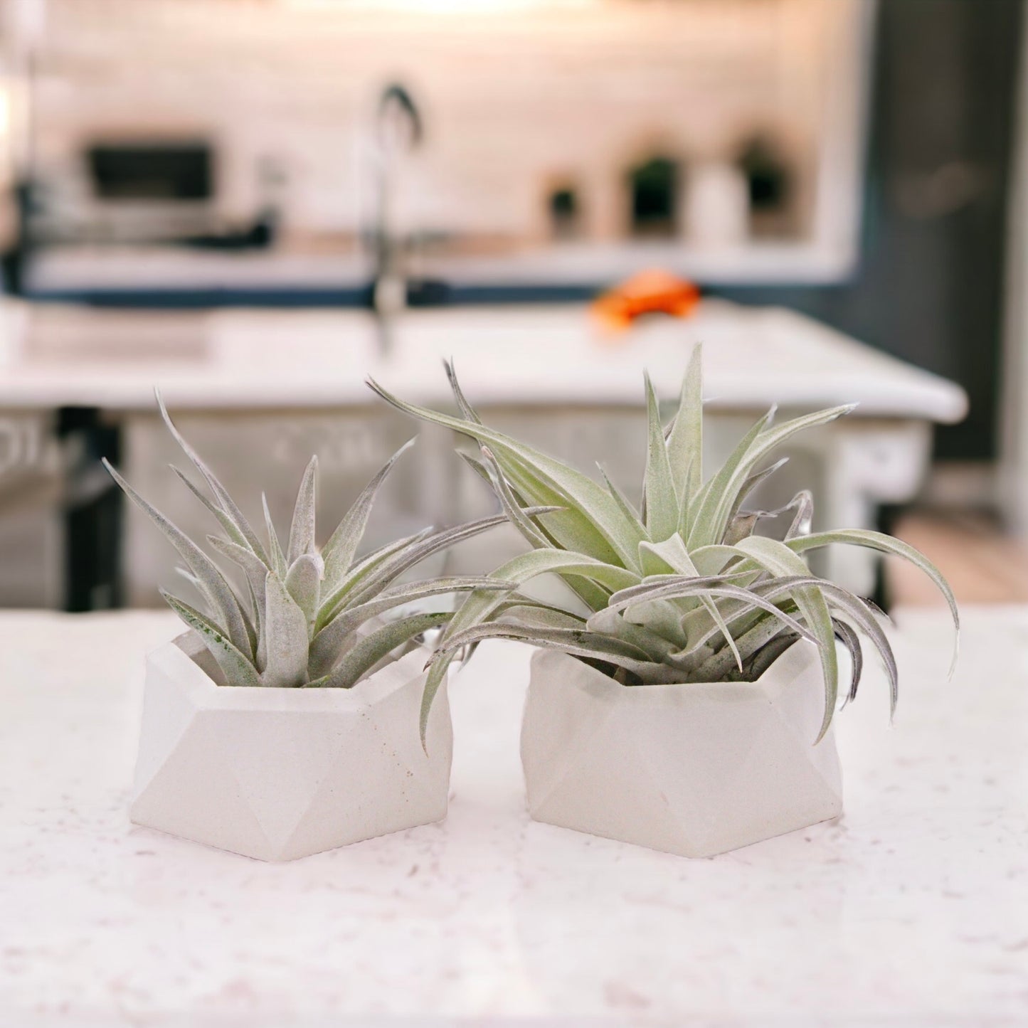 White hydrostone airplant pots