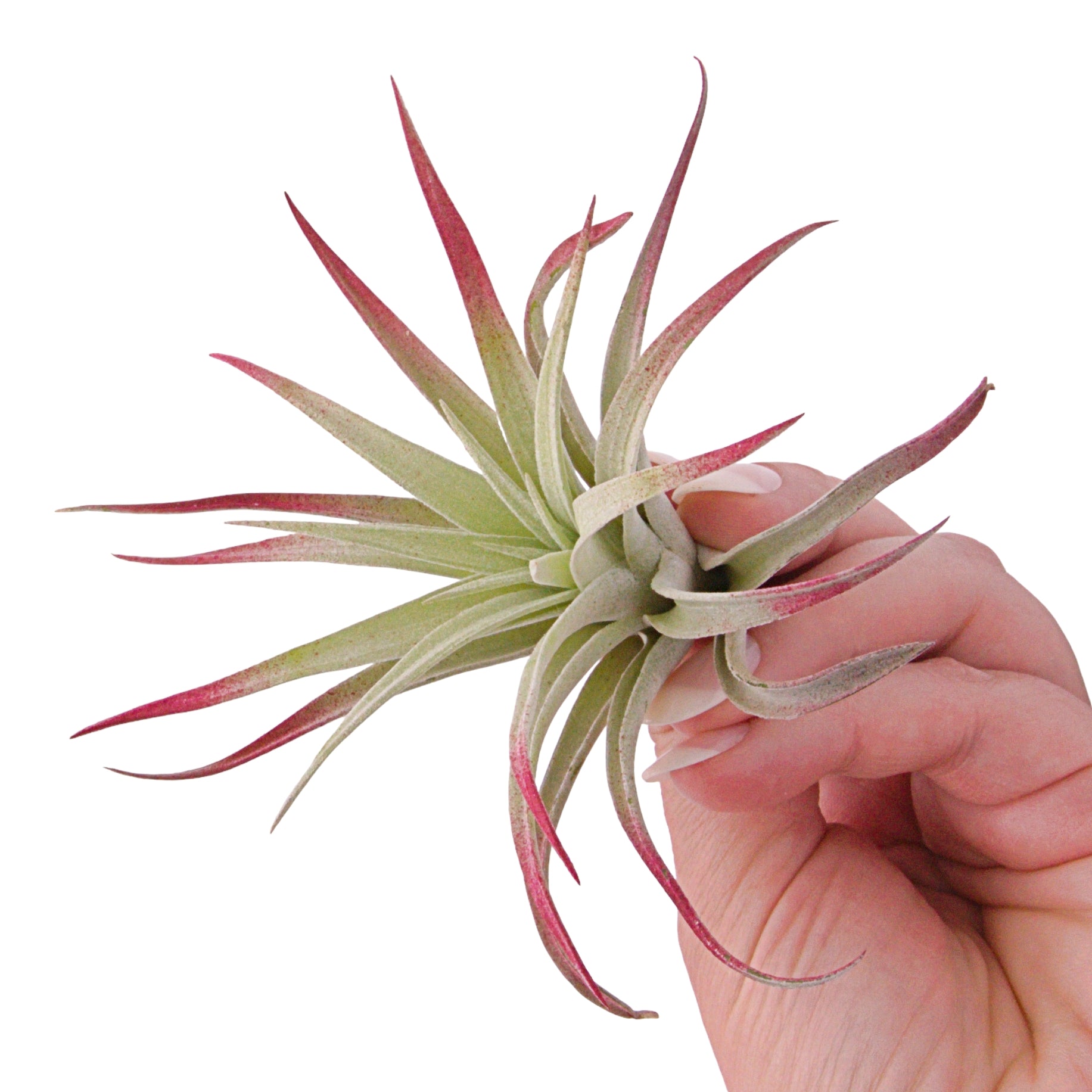 Tillandsia Harrisii Airplant Burgundy Enhanced in Canada