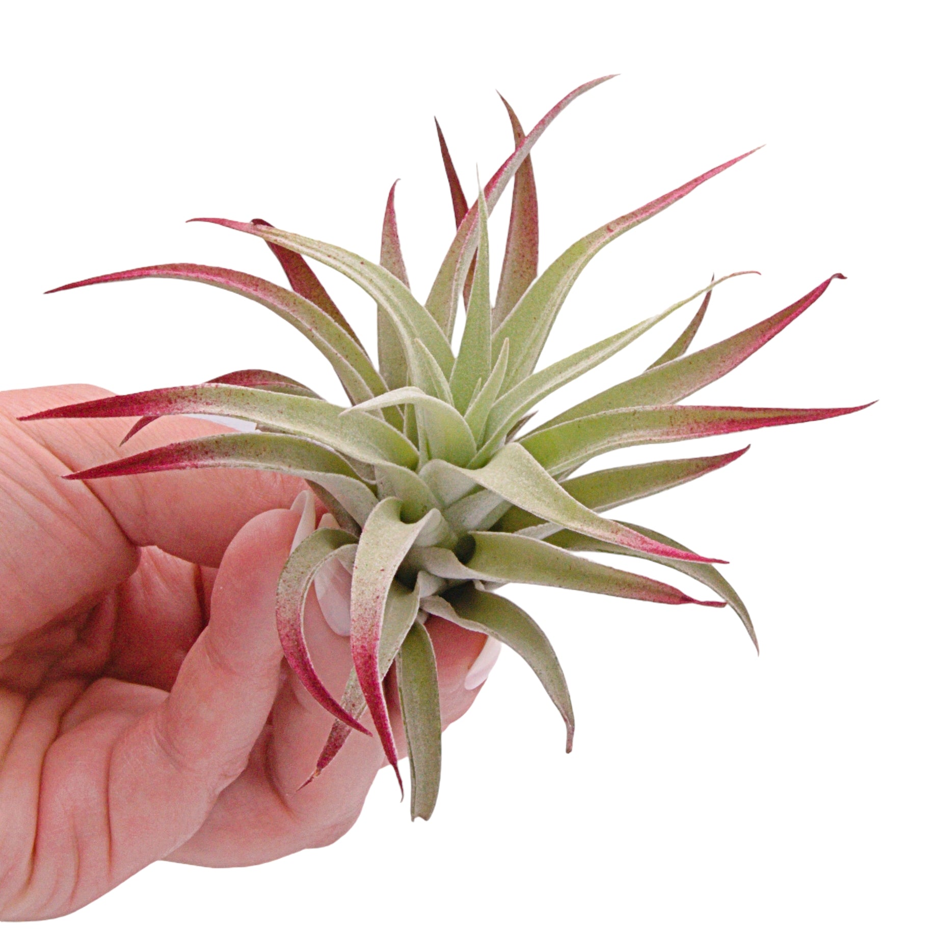 Tillandsia Harrisii Airplant Burgundy Enhanced in Canada