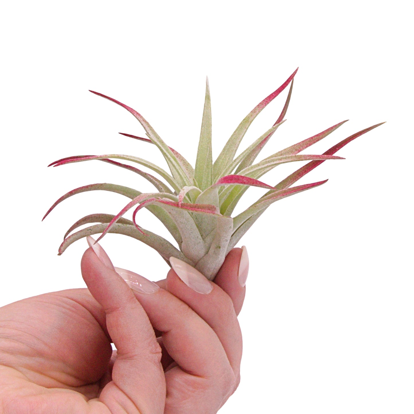 Tillandsia Harrisii Airplant Burgundy Enhanced in Canada