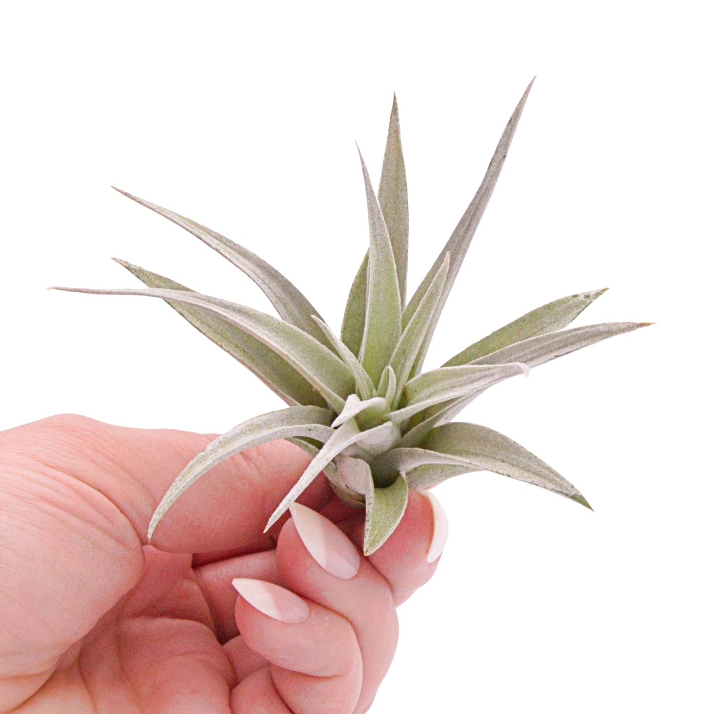 Tillandsia Harrisii airplant in Canada