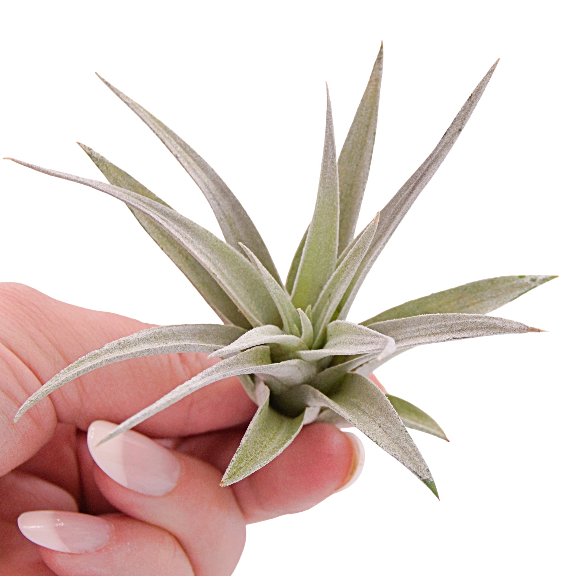 Tillandsia Harrisii airplant in Canada