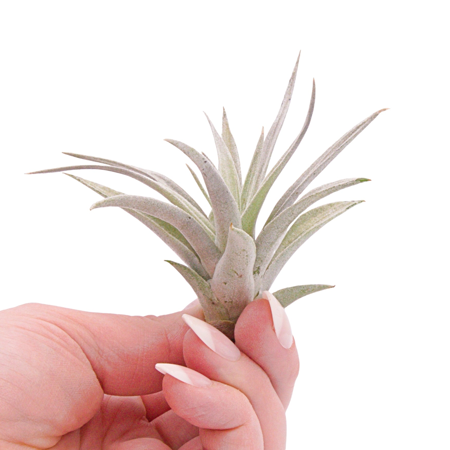 Tillandsia Harrisii airplant in Canada