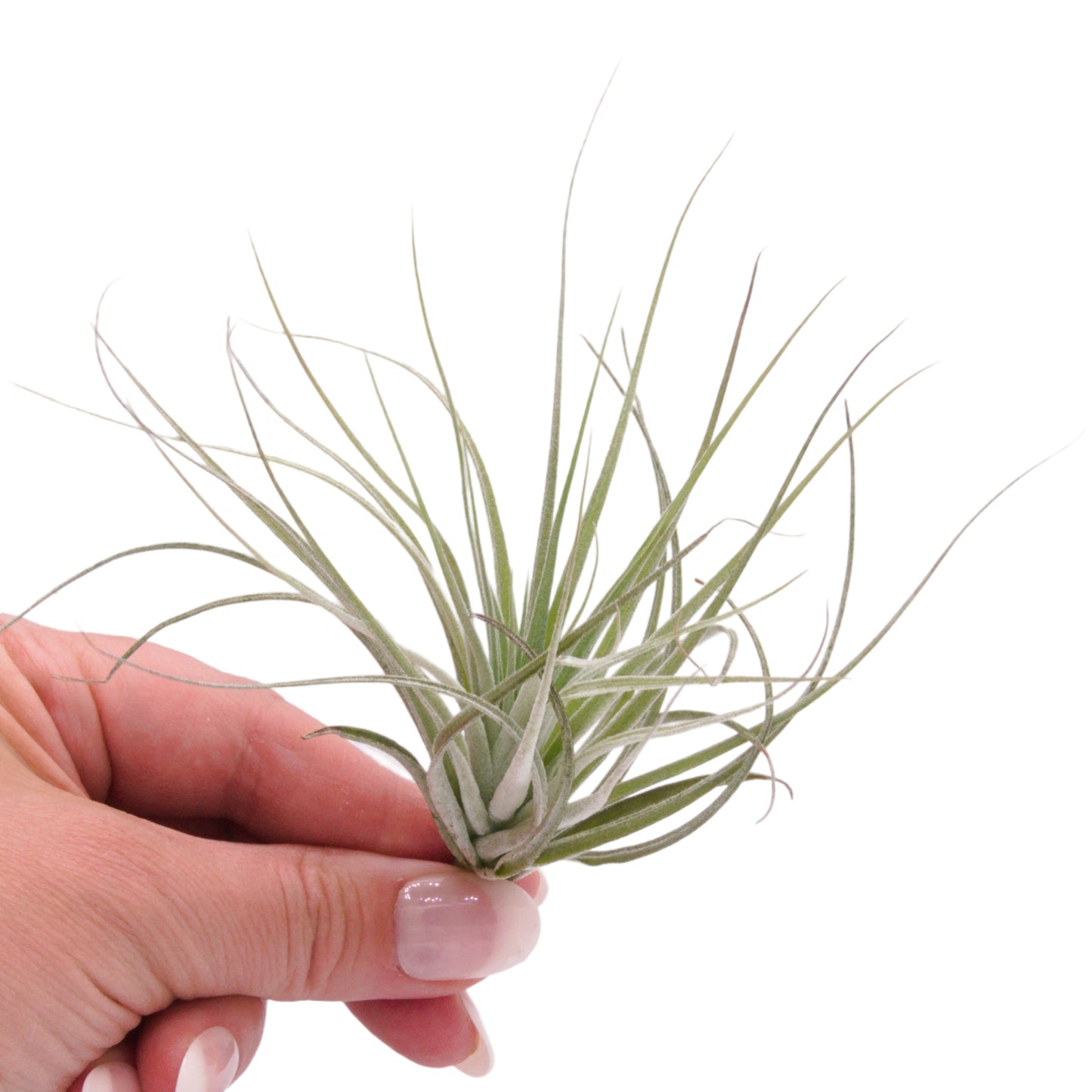 Tillandsia Houston Lite Pink airplants in Canada