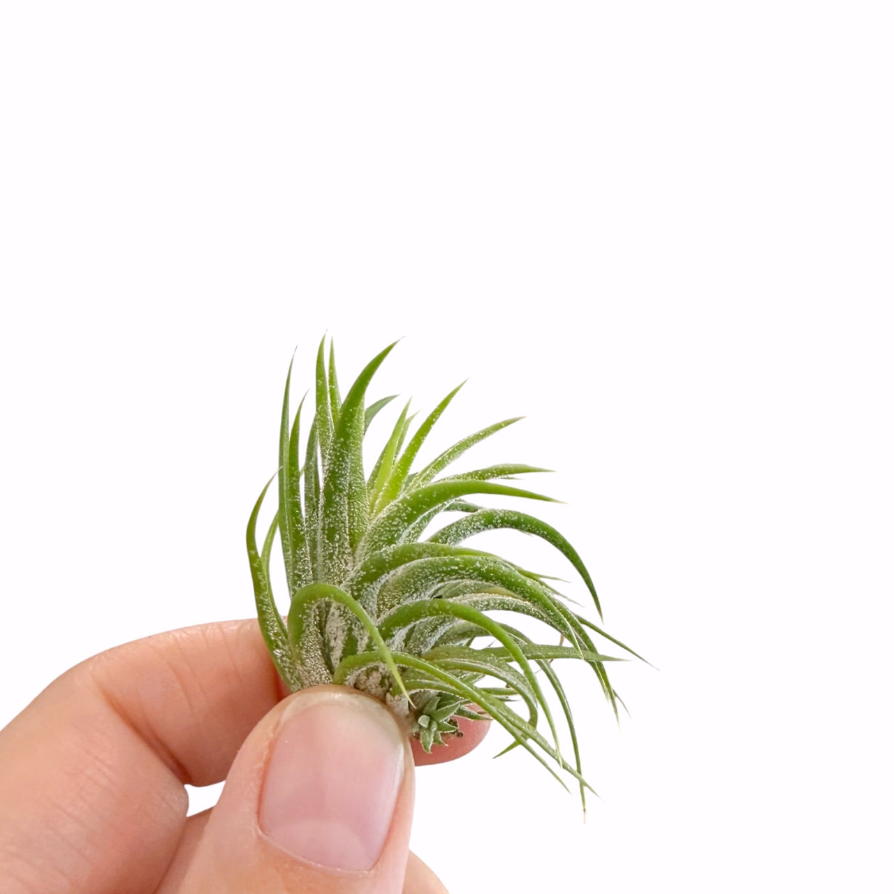 Tillandsia Mexico airplant