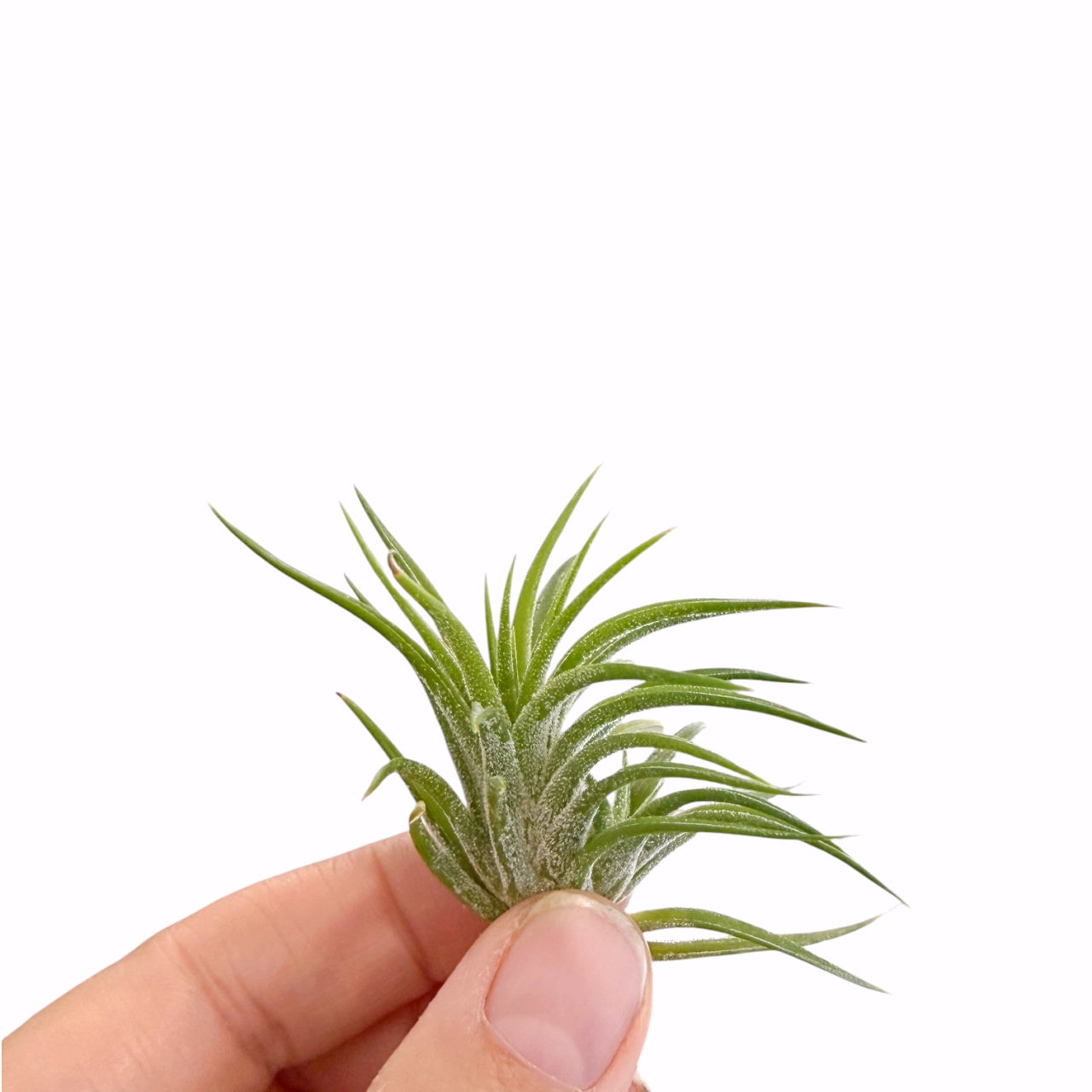 Tillandsia Mexico airplant