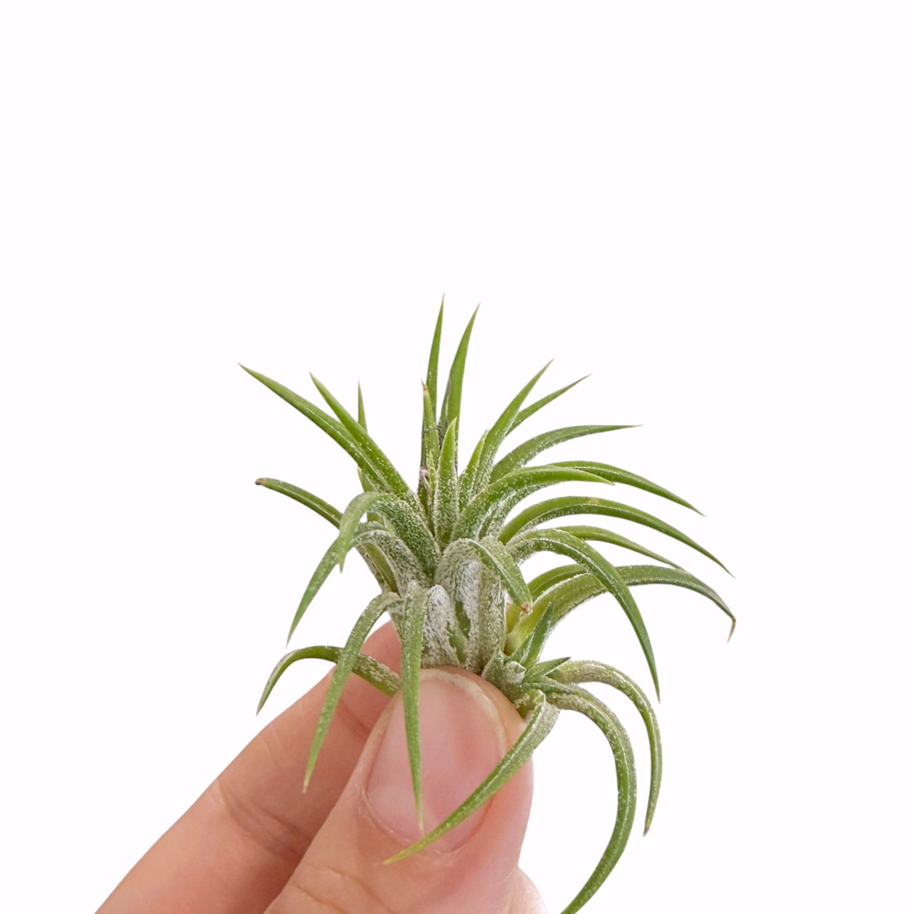 Tillandsia Mexico airplant