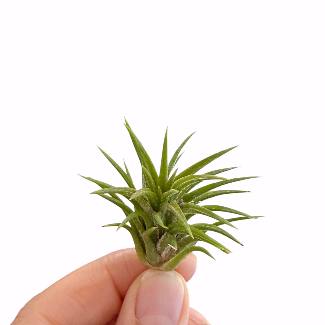 Tillandsia Mexico airplant